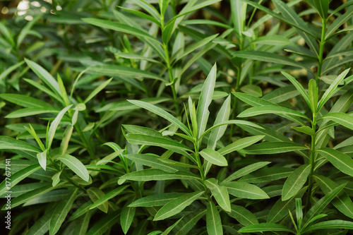 bright green leaves texture