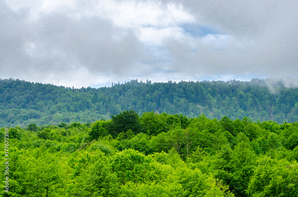 Gradation of green. Fog on a high rock mountain. Cloudy landscape wallpaper with green forest with foliar trees in Gaucasus, Mezmay, Krasnodar, Russia. Gradation of green. Fog on a high rock mountain. Cloudy landscape wallpaper with green forest with foliar trees in Gaucasus, Mezmay, Krasnodar, Russia.