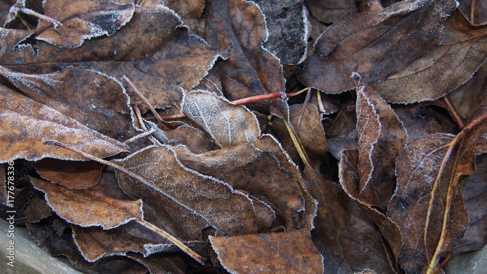 Autumn fallen leaves covered with frost lying on the ground. The first freeze. Autumn fallen leaves covered with frost lying on the ground. The first freeze.