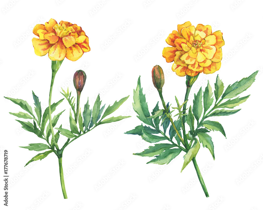 Obraz Set flowers Tagetes patula, the French marigold (Tagetes erecta, Mexican marigold). Yellow marigold. Garden flowering plant. Watercolor hand drawn painting illustration isolated on white background.