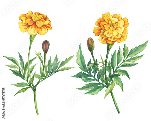 Set flowers Tagetes patula, the French marigold (Tagetes erecta, Mexican marigold). Yellow marigold. Garden flowering plant. Watercolor hand drawn painting illustration isolated on white background. photo