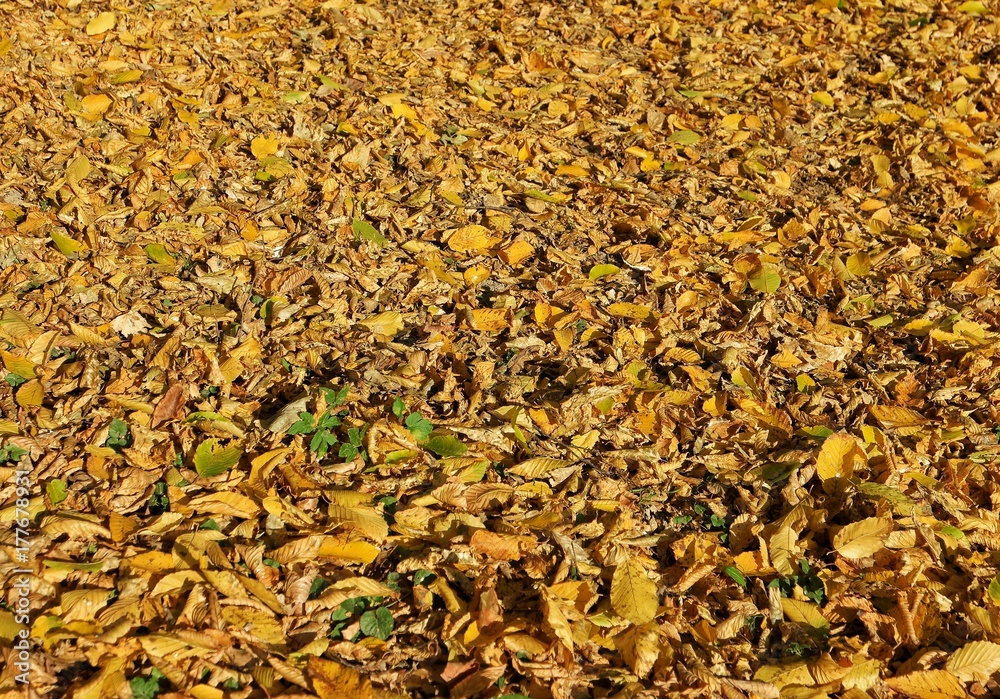 carpet of autumn yellow fallen leaves in the city park