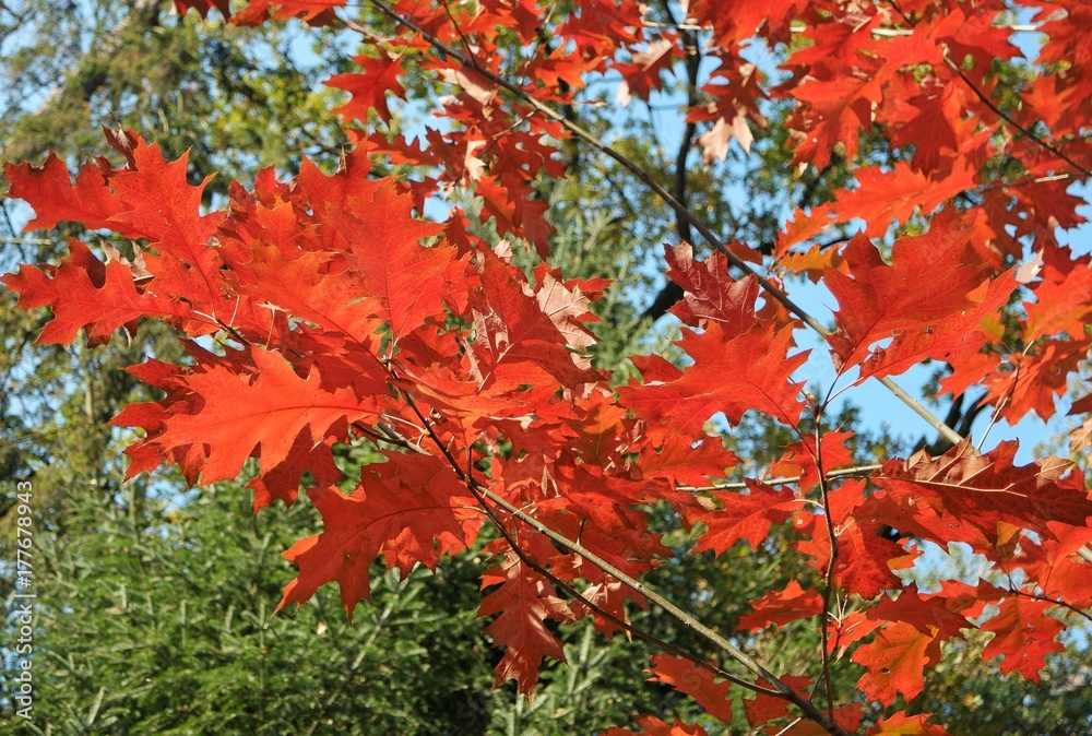 red oak leaves against the background of green trees in the park red oak leaves against the background of green trees in the park