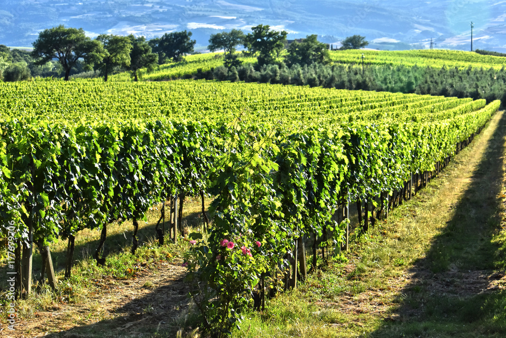Vineyard near the city of Montalcino, Tuscany, Italy