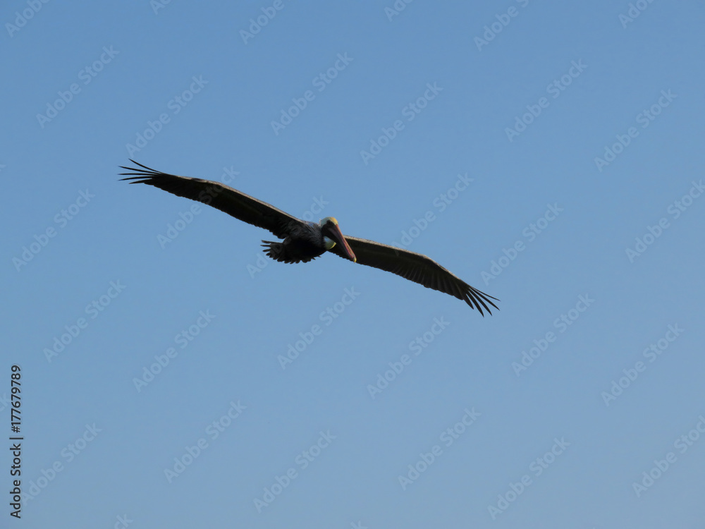 Pelican in Flight Ding Darling Wildlife Refuge Sanibel Florida Pelican in Flight Ding Darling Wildlife Refuge Sanibel Florida