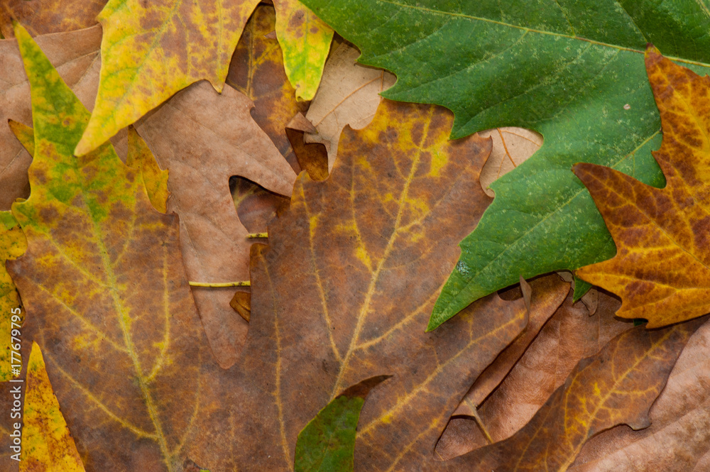 Autumn leaves texture or background. Copy space. Element design Autumn leaves texture or background. Copy space. Element design