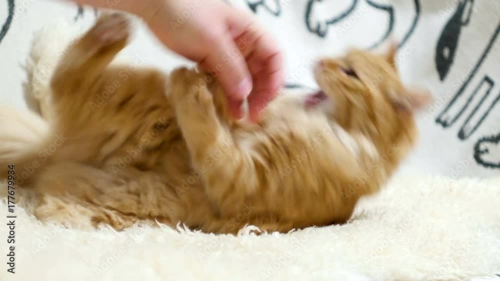 Cute ginger cat lying in bed. Men strokes fluffy pet, it starting to play and bite Cute ginger cat lying in bed. Men strokes fluffy pet, it starting to play and bite