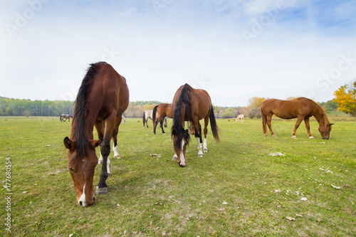 Fototapeta Naklejka Na Ścianę i Meble -  horses eat grass in the pasture