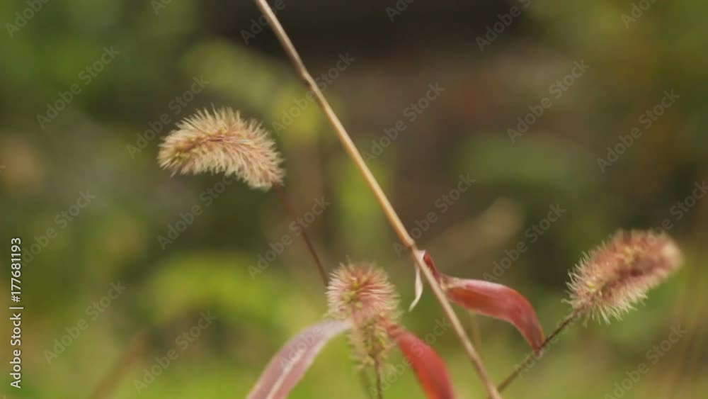 Grassy weed swaying in the wind Grassy weed swaying in the wind