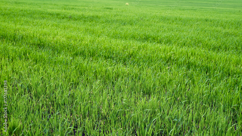 Green field of young wheat.
Horizontal frame. Bright green young sprouts of cereal in diagonal rows Green field of young wheat.
Horizontal frame. Bright green young sprouts of cereal in diagonal rows