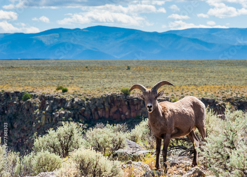 Big Horn Sheep at  Taos Gorge   Taos NM
