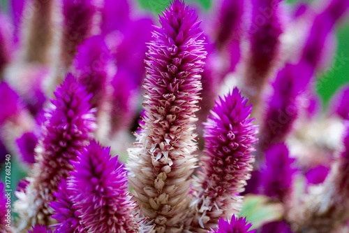 Purple Flowers