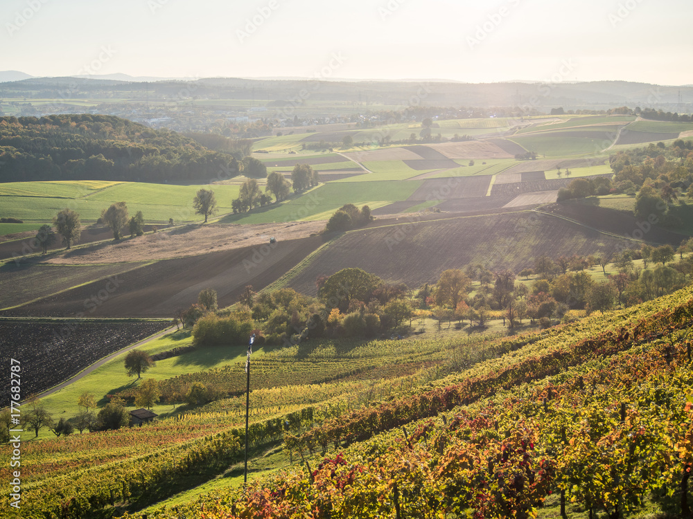 Fototapeta premium Weinberge in Oberderdingen