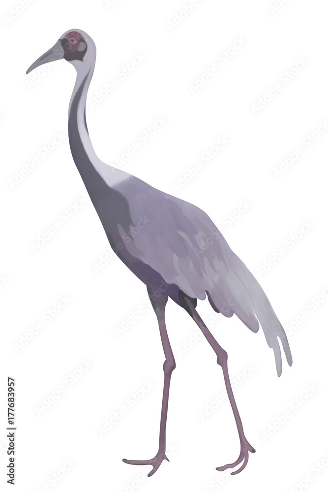 White-naped crane.