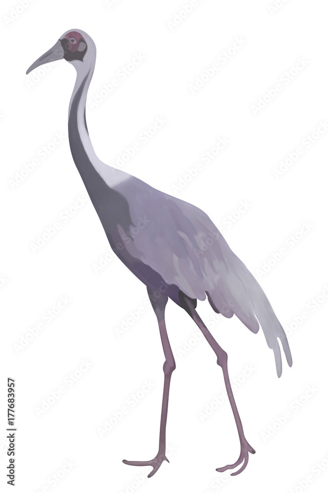 Obraz premium White-naped crane.