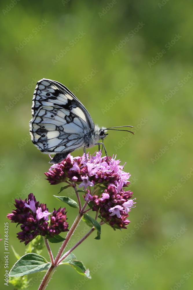 Schachbrettfalter an Oregano - Melanargia galathea Schachbrettfalter an Oregano - Melanargia galathea