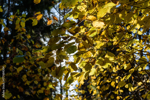 autumn gold colored leaves in bright sunlight