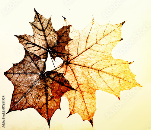 background from the leaves of the old maple transparent delicate pattern coll...