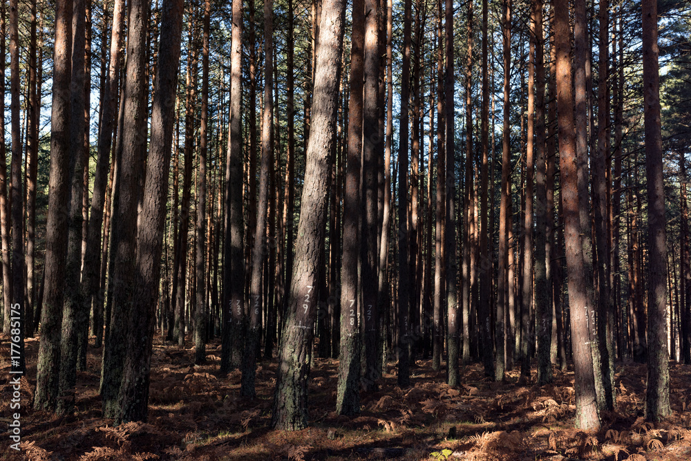 Numbers painted on the old trees trunk, enlightened by sun.