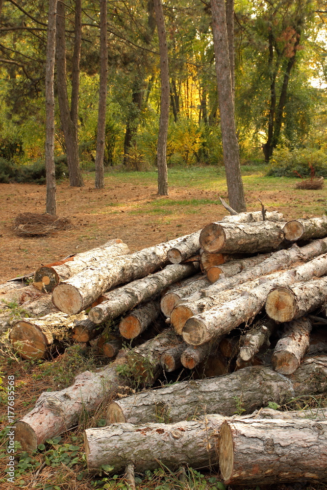Deforestation, felled tree trunks in the forest, environmental protection, causes of global warming, climate change, farming, Deforestation, felled tree trunks in the forest, environmental protection, causes of global warming, climate change, farming,