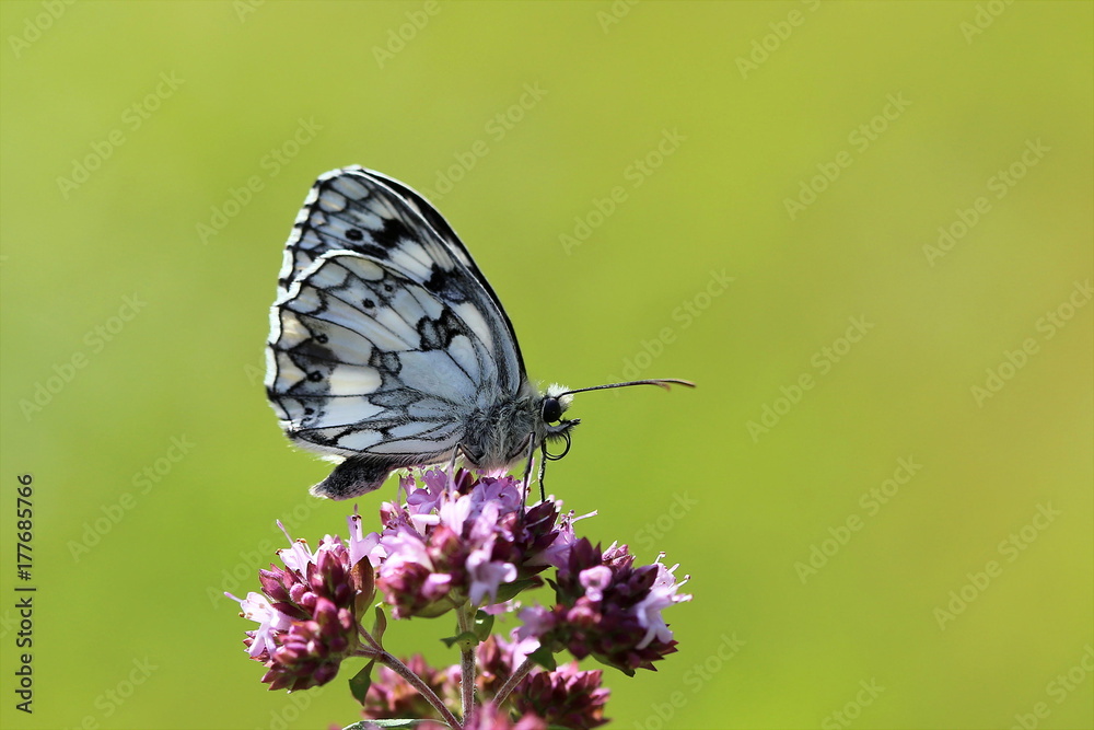 Schachbrettfalter mit eingerolltem Saugrüssel - Melanargia galathea Schachbrettfalter mit eingerolltem Saugrüssel - Melanargia galathea