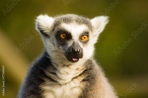 Ring tailed Lemur © abinavmanikantan