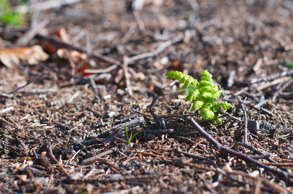 New life. Fern grows from a forest litter New life. Fern grows from a forest litter