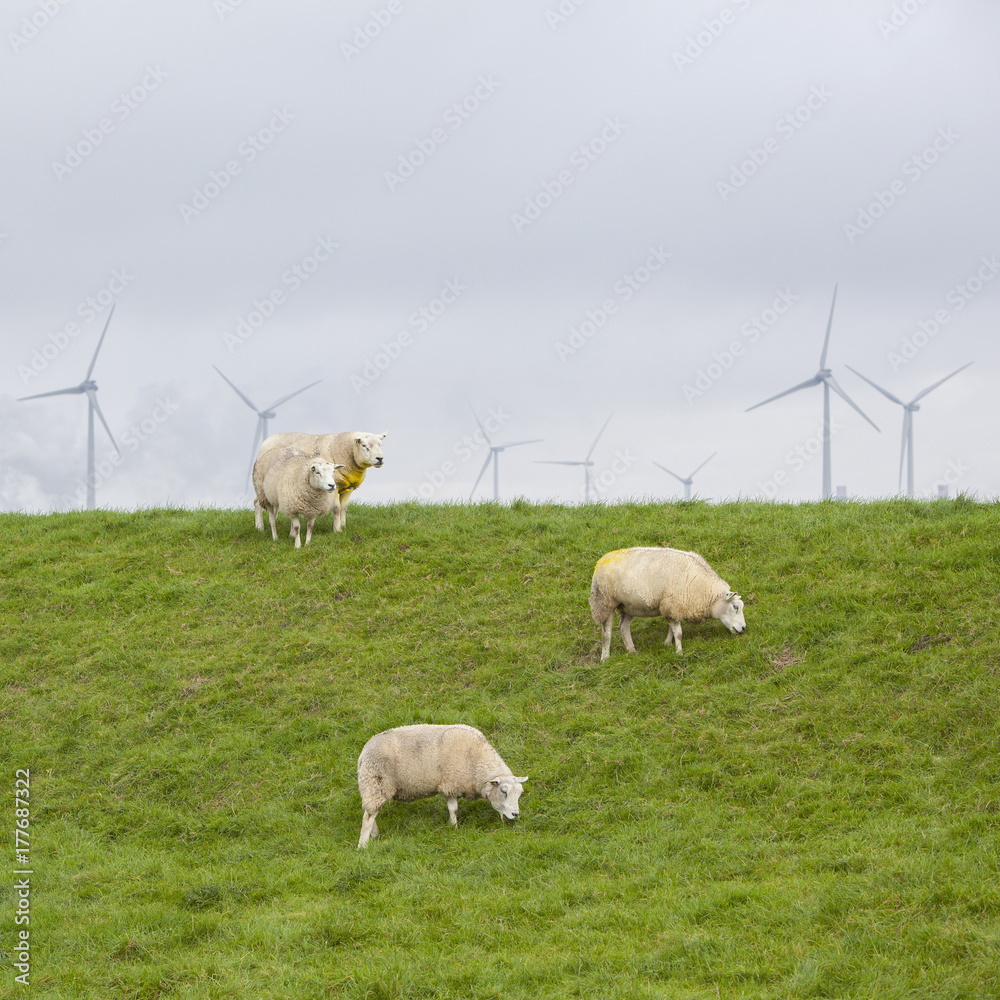 Fototapeta premium sheep on green grassy dike and wind turbines in the background in the north of province groningen near Eemshaven in the netherlands