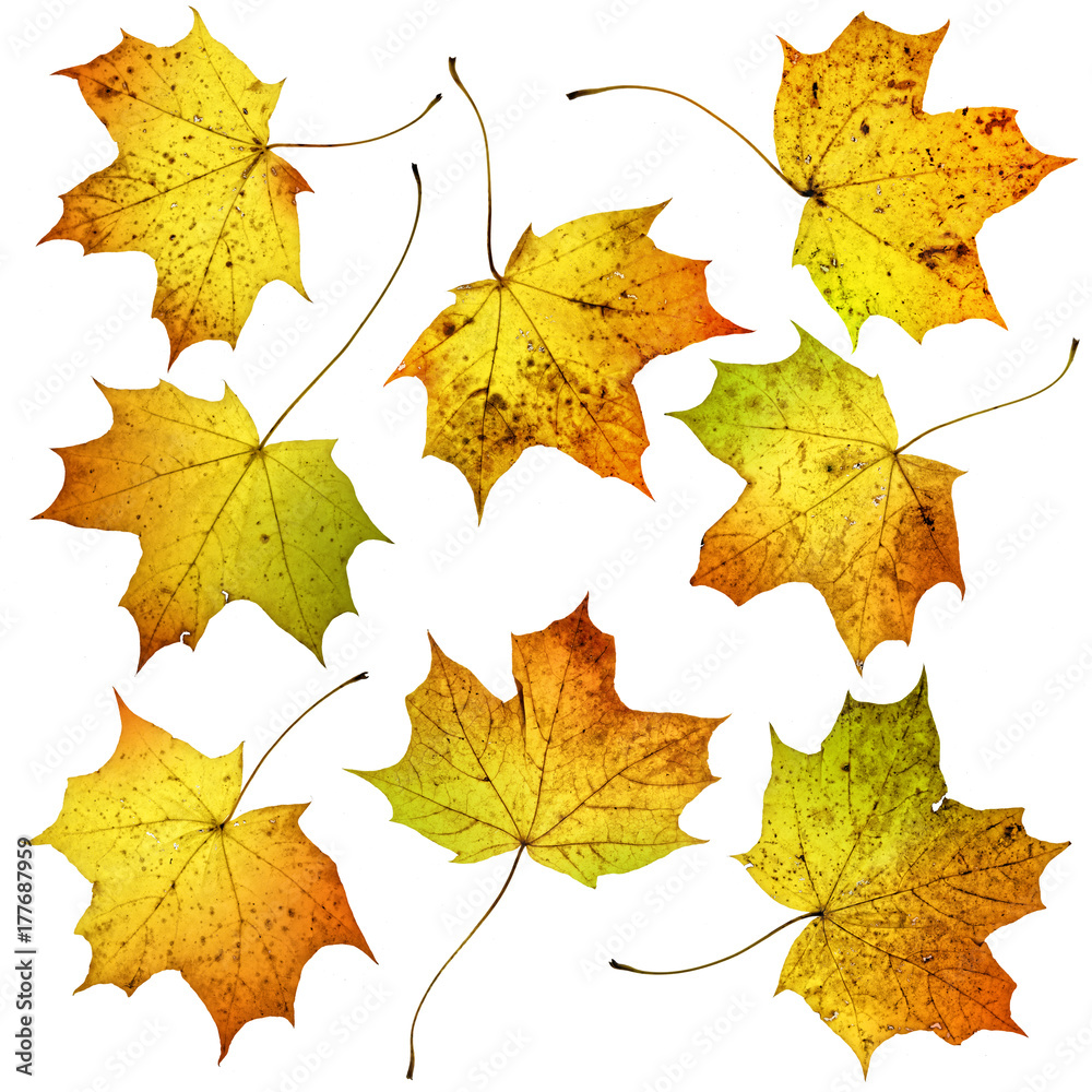 Obraz premium Set of many colorful autumn fall maple leaves, isolated on white background