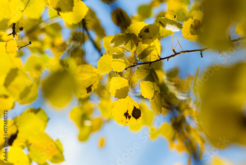 Autumn landscape. The bright yellow autumn leaves of the aspen are illuminated by the sun's rays against the background of the blue sky. Fall background. Autumn foliage