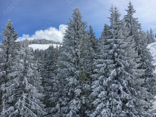 Snow covered firs in front of a blue sky
