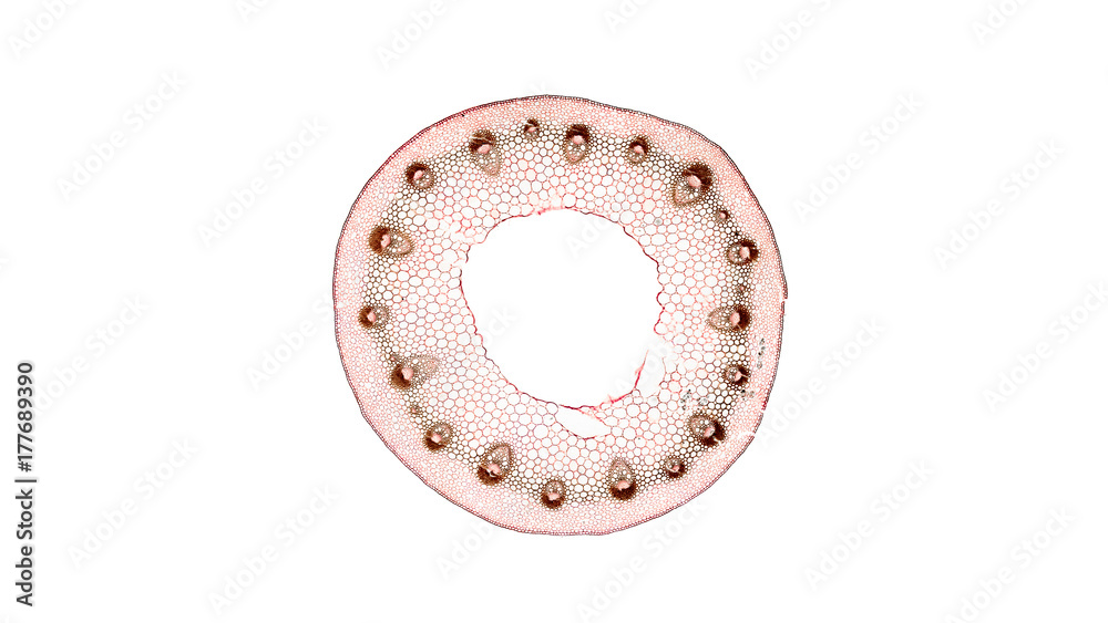 Obraz premium cross section cut of plant stem under a microscope