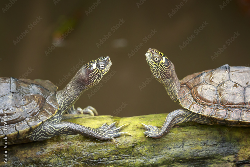Portrait of two turtles facing each other while sunbathing on wood in wetlands. Portrait of two turtles facing each other while sunbathing on wood in wetlands.
