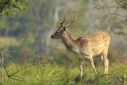 Close up of a Fallow deer, Dama Dama, in a green forest