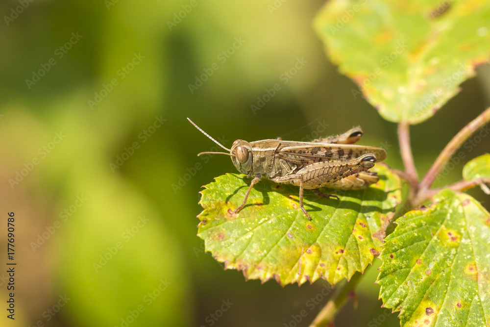 Meadow Grasshopper - Chorthippus parallelus Meadow Grasshopper - Chorthippus parallelus