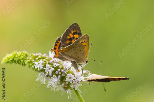 Small copper or common copper butterfly, Lycaena phlaeas, mating, pollinating and feeding nectar