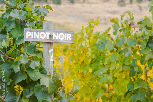 Pinot Noir sign with autumn grapevines in vineyard