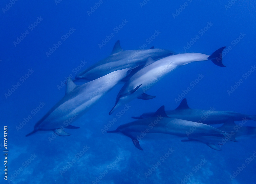 Fototapeta premium Group of Spinner Dolphins Swim Closely in Blue Water
