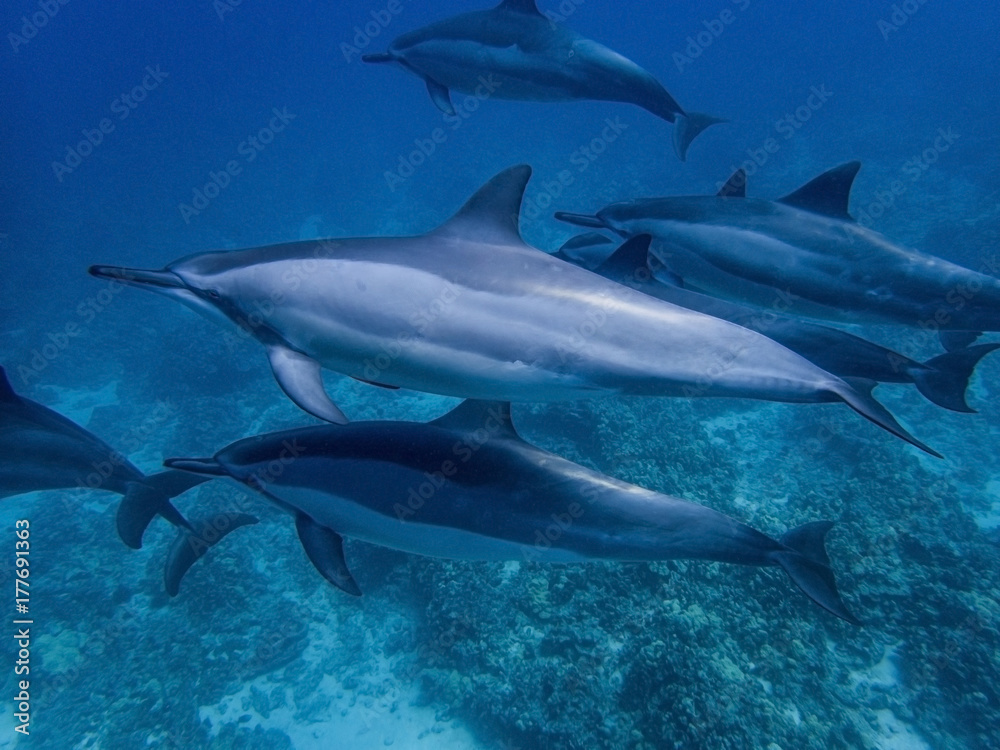 Fototapeta premium Muscles and Scars on Spinner Dolphin