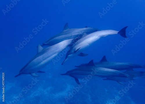 Group of Spinner Dolphins Swim Closely in Blue Water © Erin