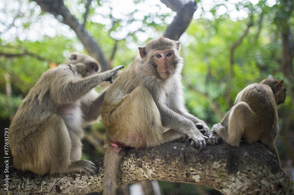 A family composed of three monkeys, are on a branch of a tree and they clean each other.