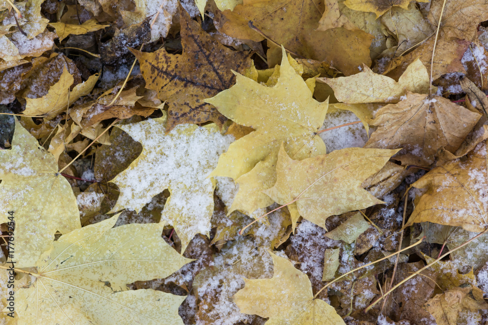 Autumn leaves under frost, the beginning of winter