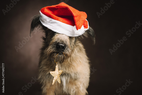 Fototapeta Naklejka Na Ścianę i Meble -  A funny shaggy dog sits in a Santa Claus hat and holds a star in the mouth of a toy. He is very funny and his eyes are hidden under the hat.