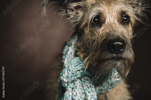 Fototapeta Naklejka Na Ścianę i Meble -  A dog with large brown eyes sits and looks into the camera, his neck is wrapped in a warm scarf. Close-up.