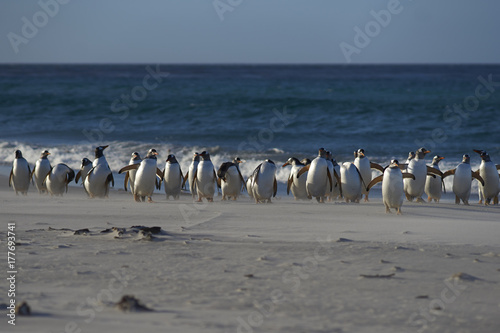 Gentoo Penguins (Pygoscelis papua) on a sandy beach on Sea Lion Island in the Falkland Islands.