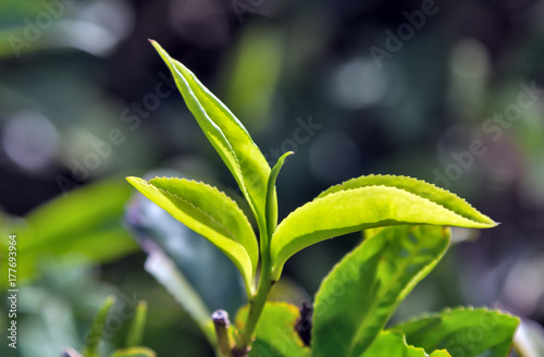 Green tea leaves background bushes