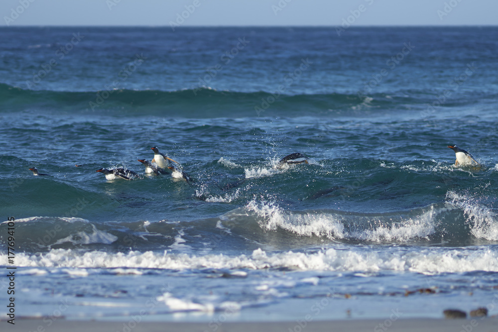Obraz premium Gentoo Penguins (Pygoscelis papua) coming ashore after feeding at sea on Sea Lion Island in the Falkland Islands.