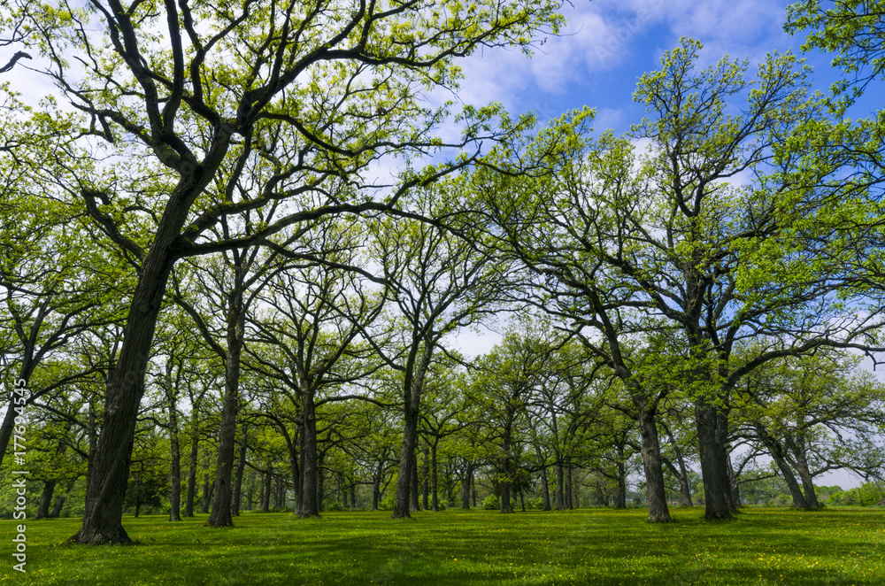 Illinois Open Space Park