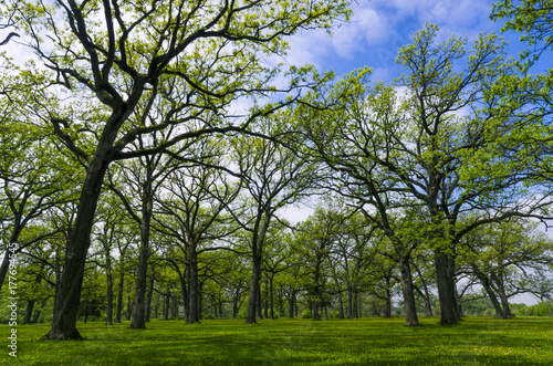 Illinois Open Space Park