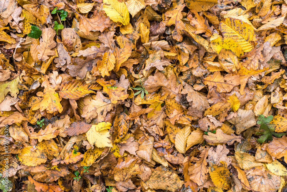 Earth is covered with colorful leaves of oak, hornbeam and other species of trees, autumn Earth is covered with colorful leaves of oak, hornbeam and other species of trees, autumn